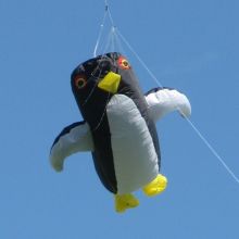 Pinguin.jpg